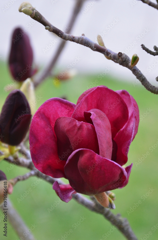 Fototapeta premium Deep magenta blooming magnolia 'Genie'. Closeup tree branch with flower, petals. Landscaping ,growing magnolia tree concept.