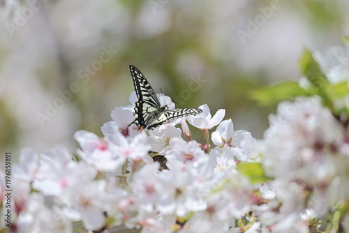 桜の花の周りを舞うアゲハチョウ