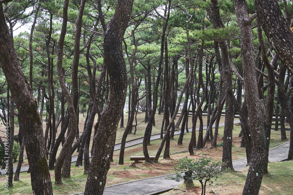 Obraz premium Pine grove with slanted trunks in coastal forest landscape