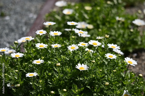 春の光に輝くノースポール