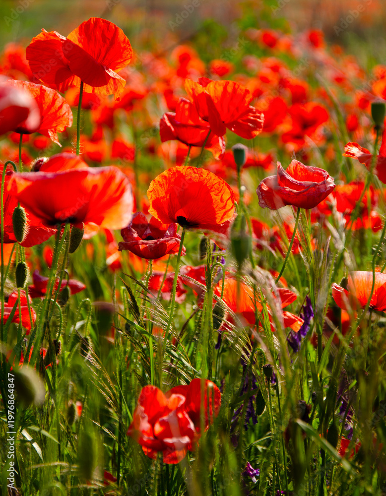 Obraz premium feuriger Mohn.Amazing beautiful multitude of poppies growing
