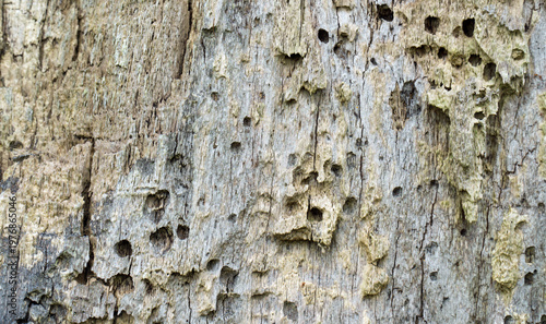 Severe damage to a tree trunk, likely caused by wood-boring insects or woodpeckers