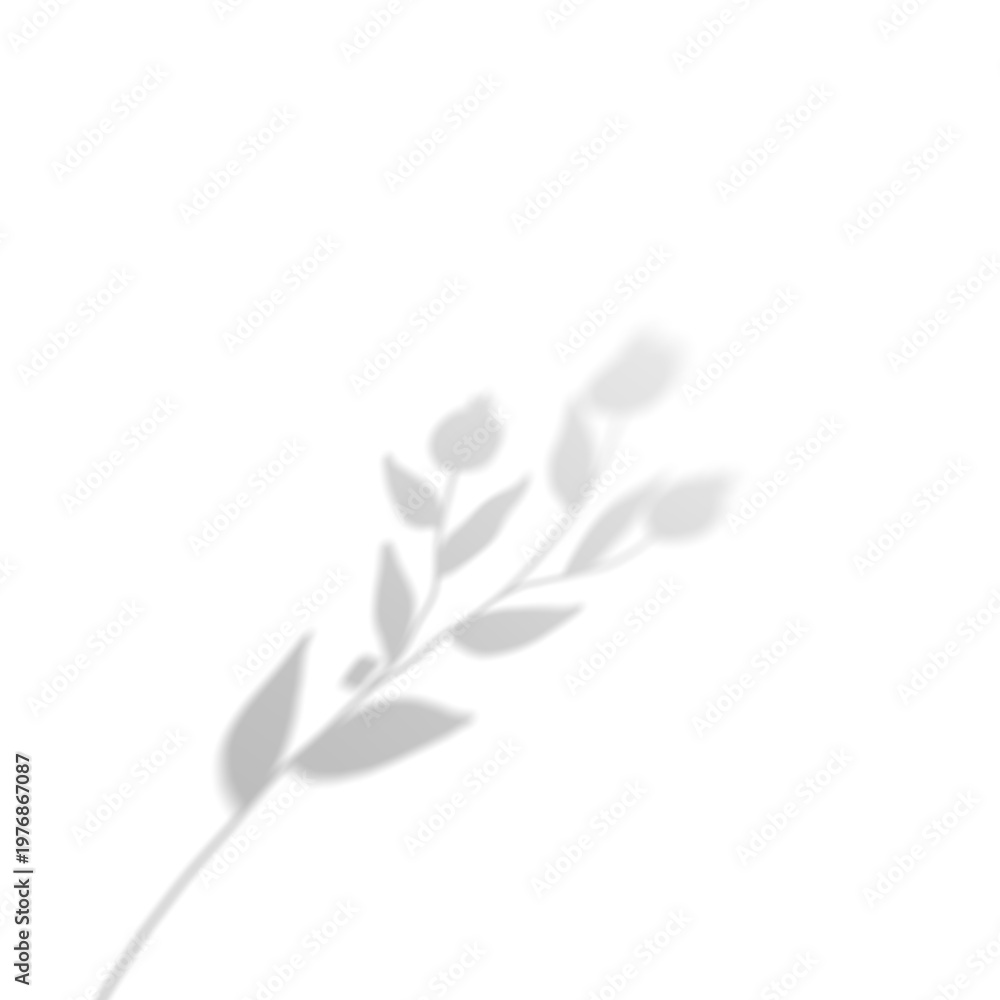 Obraz premium Natural Plant Branch Shadow With Flower Bud