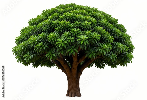 a lush green leafy tree with a dense rounded canopy and strong textured trunk standing isolated on a clean white background representing nature growth and serenity