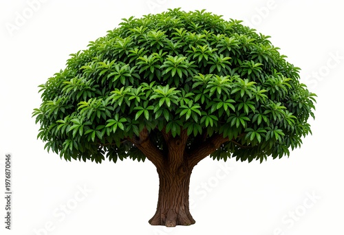 a lush green leafy tree with a dense rounded canopy and strong textured trunk standing isolated on a clean white background representing nature growth and serenity