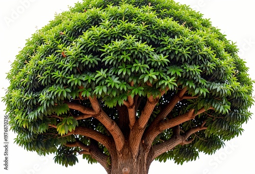 a lush green leafy tree with a dense rounded canopy and strong textured trunk standing isolated on a clean white background representing nature growth and serenity