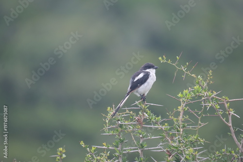 Black and White Bird Perched on Thorny Bush in South African Landscape