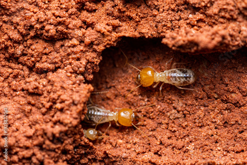Foto Termite pests crawling inside a brown mud nest