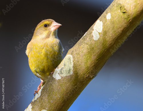 Greenfinch perched in tree