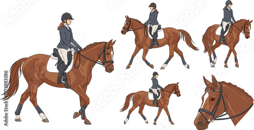 Equestrian Rider on Horseback in Various Poses, Professional Horseback Riding and Dressage Vector Illustration for Sports and Animal Lovers