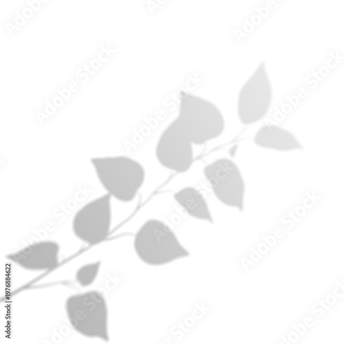 Realistic Plant Branch Shadow on No Background