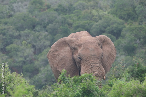 Small Group of African Elephants Walking Across Open Grassland in Addo Elephant National Park South Africa