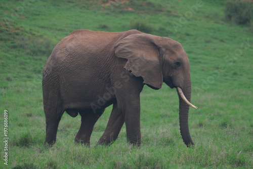 Adult African Elephant Walking Across Green Grassland in Addo Elephant National Park South Africa