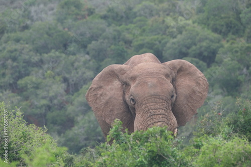 African Elephant Facing Camera Through Bush in Addo Elephant National Park South Africa