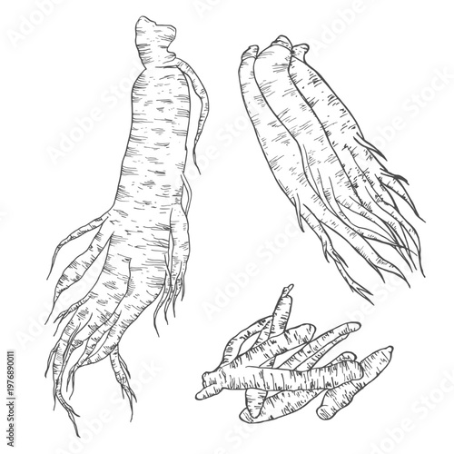 Ginseng set hand drawn sketch, vector illustration.