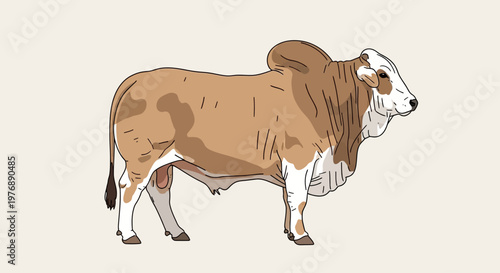 Illustration of a Brahman bull with its characteristic hump, dewlap, and large ears, depicted in a side profile on a plain background