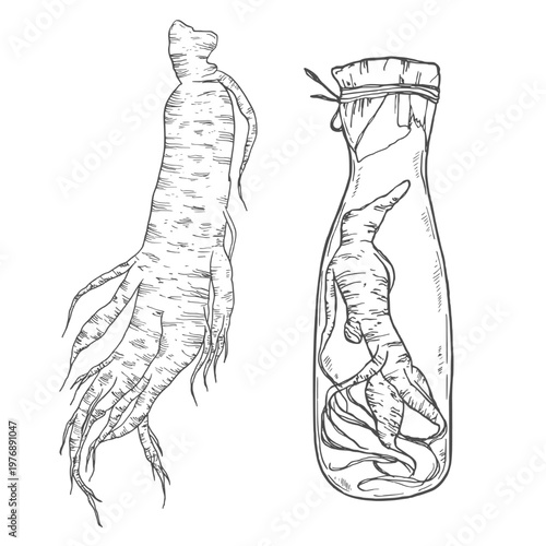 Set panax ginseng. Glass bottle of tincture. Vector engraving vintage color illustration for traditional medicine. Isolated on white background