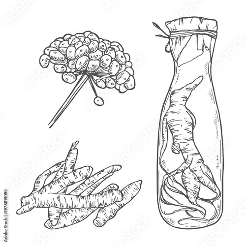 Set panax ginseng. Glass bottle of tincture. Vector engraving vintage color illustration for traditional medicine. Isolated on white background