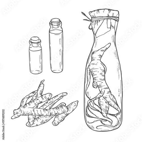 Set panax ginseng. Glass bottle of tincture. Vector engraving vintage color illustration for traditional medicine. Isolated on white background