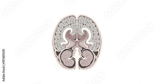 Symmetrical coronal cross-section illustration of the human brain reveals intricate internal ventricles and grey matter in a soft-toned scientific diagram.