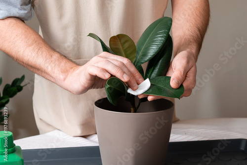Close up of hands gently cleaning the leaves of a ficus elastica houseplant.