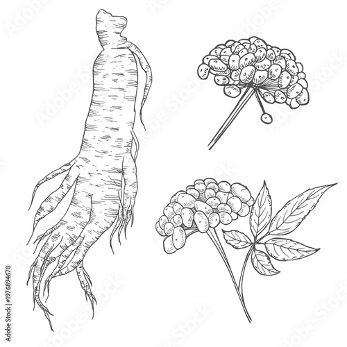 Ginseng root, hand drawn sketch, engraving style, realistic vector monochrome illustration