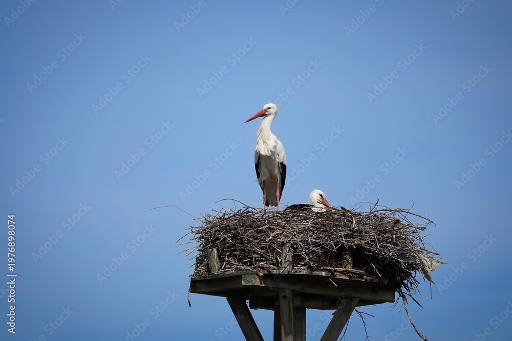 Fototapeta premium Zwei Störche (Ciconiidae) auf ihrem Horst im April 2026 nahe des Stausees bei Zaberfeld in Baden-Wuerttemberg, Deutschland