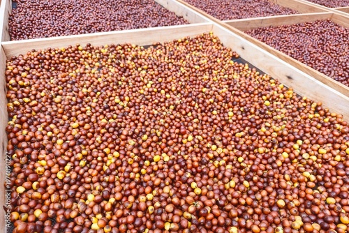 Coffee beans drying in the sun