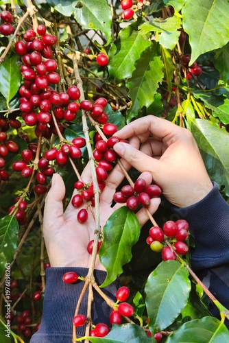 Coffee beans ripening on a tree