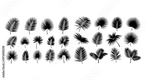 Exotic Tropical Palm Leaf Vector Silhouette Border Collection