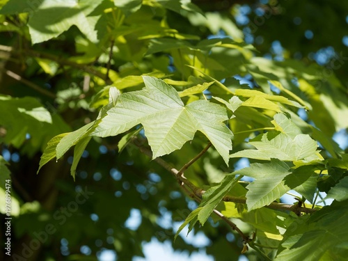 Obraz na plátne Large palmately leaves of Sycamore maple (Acer pseudoplatanus) in pointed toothe