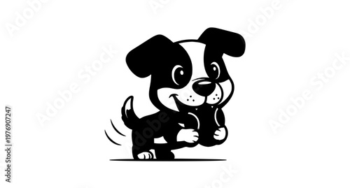black and white dog