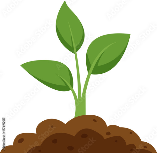 Soil Nurtured Seedling