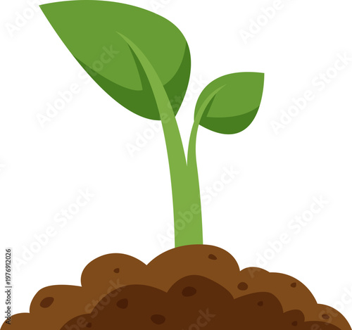 Soil Nurtured Seedling