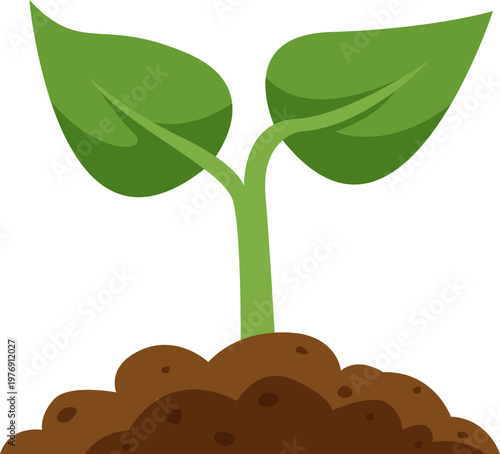 Soil Nurtured Seedling