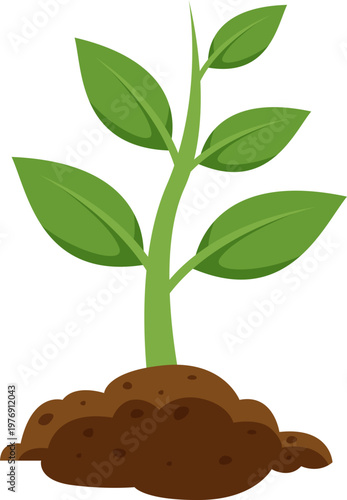 Soil Nurtured Seedling