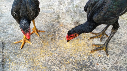 Foto Free range chickens raised in an open environment, symbolizing organic food production and natural poultry farming