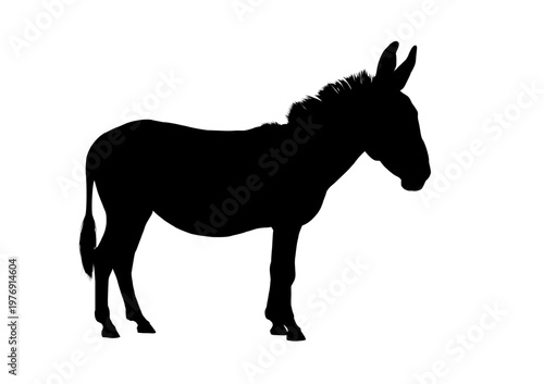 Donkey  silhouette, side view , vector illustraton