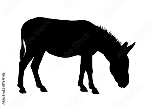 Donkey  silhouette, side view , vector illustraton