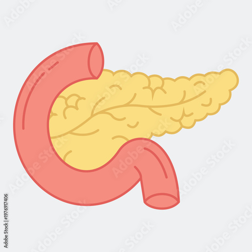 Pancreas Illustration: A detailed, clear illustration of the pancreas and its adjacent organ, with a clean and neutral background, providing a focus on anatomical study.