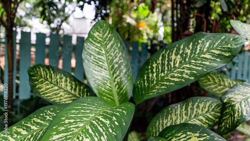 close up of dieffenbachia seguine or dumb cane leaves with white speckled variegation and bold green edges perfect for nature and horticulture backgrounds