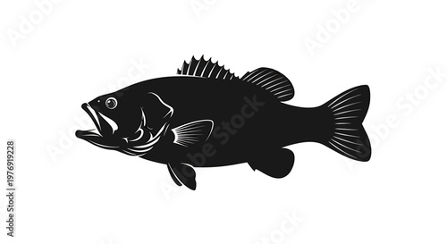 Black Sea Bass Fish Side View.