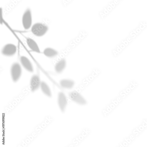 Shadow of a Leafy Branch Without any Background