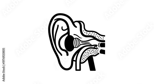 Detailed anatomical illustration of the human ear with labeled parts.