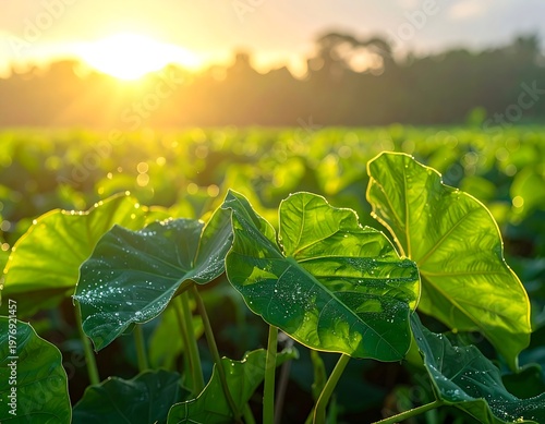 Lush green plants bask in warm sunlight at sunrise