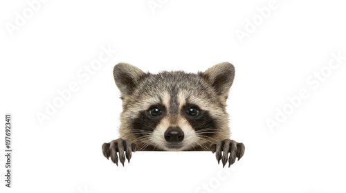 Raccoon head and paws peeking isolated on pure white studio background