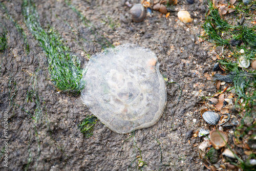 Moon jellyfish washed up on beach, low tide North sea coast, and tidal flats, maritime ecosystem, habitat for organisms