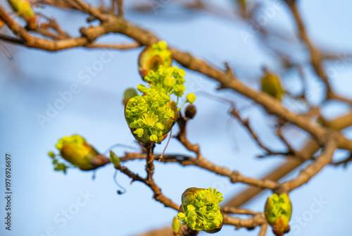 Tableau sur toile maple tree blooming in spring