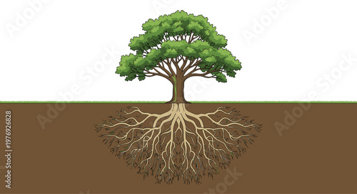 Mature deciduous tree with a dense leafy canopy displays an extensive underground root network embedded within a deep brown soil cross-section layer.