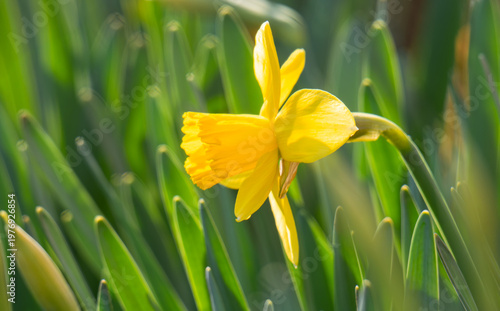 A photo of yellow daffodils in a flowerbed